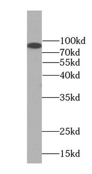 STRIP2 Antibody