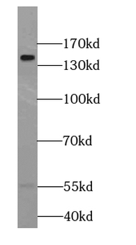 ESYT1 Antibody