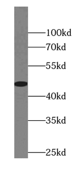 FAM8A1 Rabbit Polyclonal Antibody