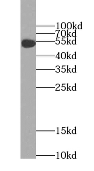 FCER1A Antibody