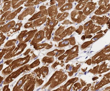 FGF16 Antibody