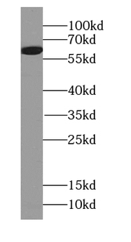 FMO5 Antibody