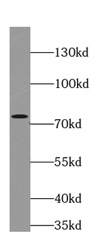 FUS Mouse Monoclonal Antibody