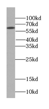 GAB3 Antibody