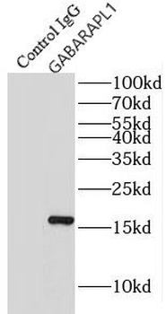 GABARAPL1 Antibody