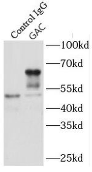 GAC specific Rabbit Polyclonal Antibody