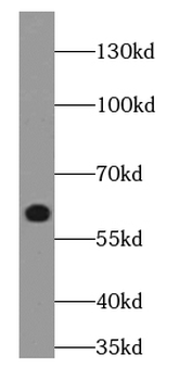GAC specific Rabbit Polyclonal Antibody