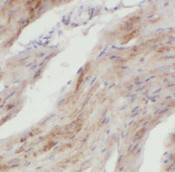 GAC specific Rabbit Polyclonal Antibody