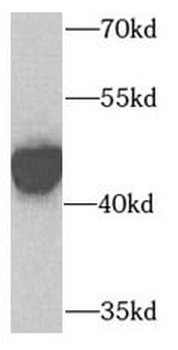 CTH Antibody