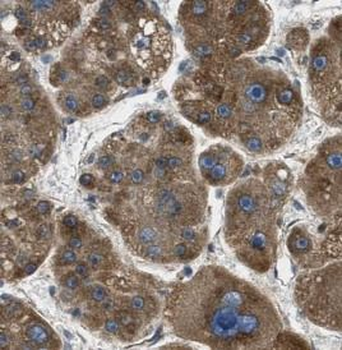 CTH Antibody