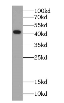 CTH Antibody