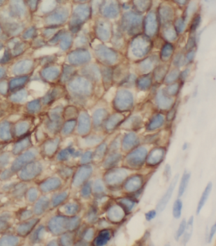 CTH Antibody