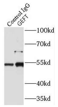 ARHGEF25 Antibody