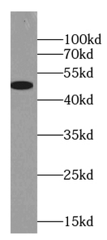GLRA2 Antibody