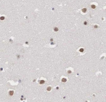 GPRASP1 Antibody