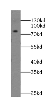 GPRIN3 Antibody