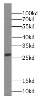 GCA Antibody