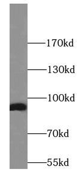 HSP90B1 Mouse Monoclonal Antibody
