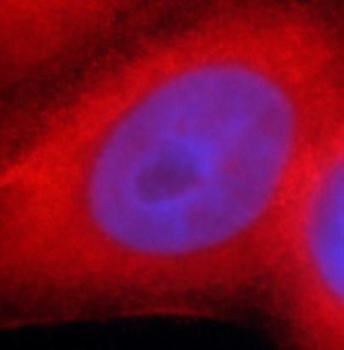 HSP90B1 Mouse Monoclonal Antibody