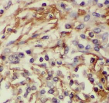HSP90B1 Mouse Monoclonal Antibody