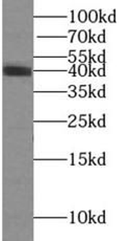 ADH5 Antibody