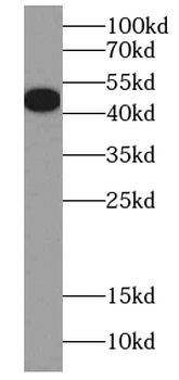 MNX1 Antibody