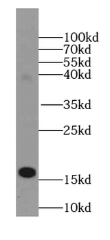 HBA1 Specific Rabbit Polyclonal Antibody