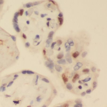 HBG1 Specific Mouse Monoclonal Antibody