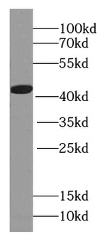 HBQ1 Antibody