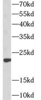 CGA Rabbit Polyclonal Antibody