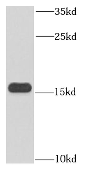 HBE1 Specific Mouse Monoclonal Antibody