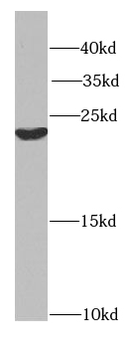 HIKESHI Antibody