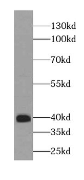 IST1 Antibody
