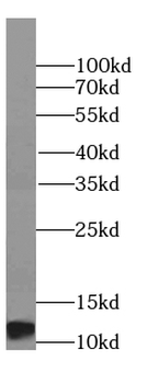 H4C1 Rabbit Polyclonal Antibody
