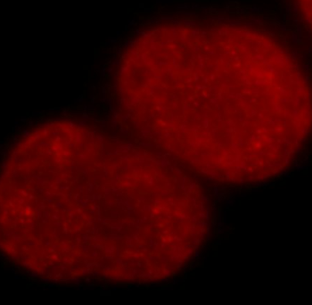 Histone-H3 Antibody