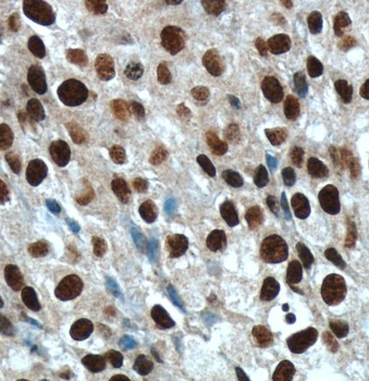 Histone-H3 Antibody