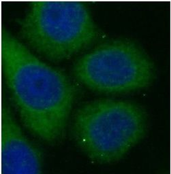 HLA-C Antibody