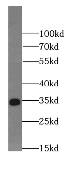 ELAVL1 Antibody