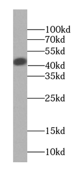 CLNS1A Antibody