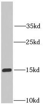 IFITM2 specific Mouse Monoclonal Antibody