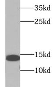 IFITM3 Antibody