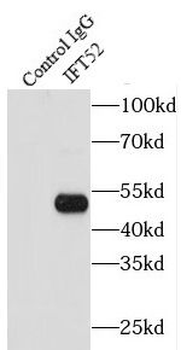 IFT52 Antibody