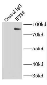IFT88 Mouse Monoclonal Antibody