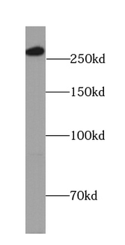 IGF2R Specific Rabbit Polyclonal Antibody