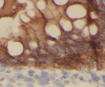 IL37 Antibody