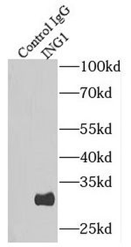 ING1 Antibody