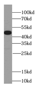 ING3 Antibody