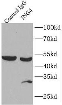 ING4 Antibody
