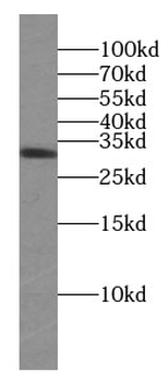 KLK8 Antibody
