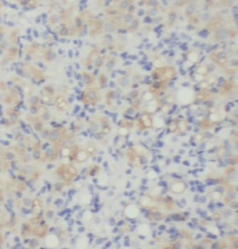 KLK8 Antibody